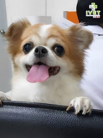 รู้หรือไม่? น้องหมาก็เป็นเบาหวานได้นะ !